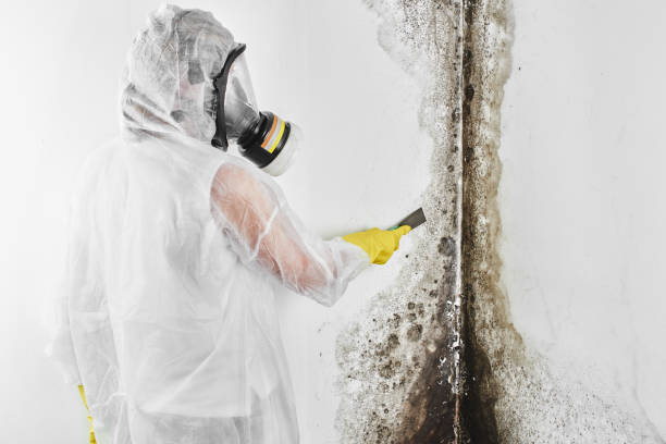 Professional Mold Removal in Millville, DE