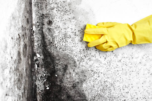 Best Mold Removal Specialists  in Millville, DE