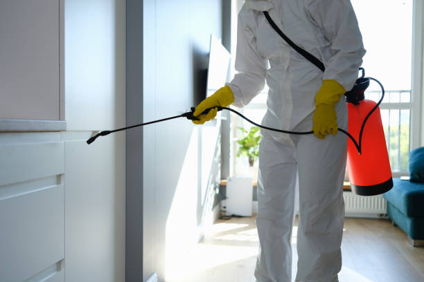 Best Same-Day Mold Removal  in Millville, DE