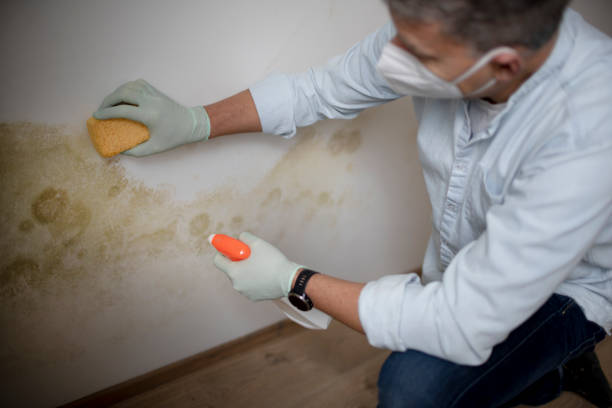 Certified Mold Removal in Millville, DE