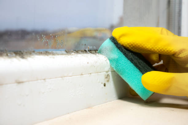 Best Home Mold Removal  in Millville, DE