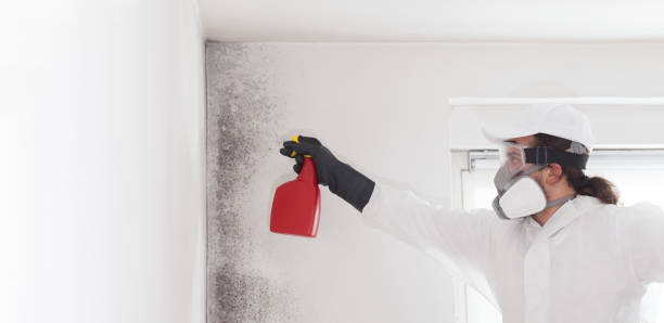 Certified Mold Removal in Millville, DE