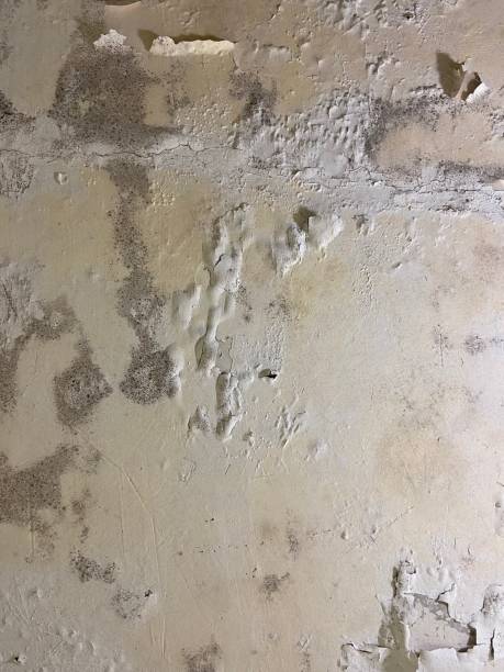 Best Emergency Mold Removal  in Millville, DE