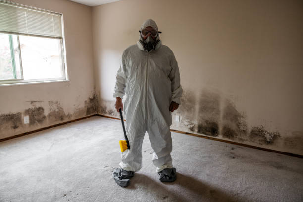 Professional Mold Removal in Millville, DE